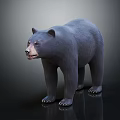 Realistic Black Bear Standing In Front View With Dark Background And Detailed Fur