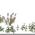 Crops With Green Leaves And Spike Like Structures In Various Growth Stages On Black Background