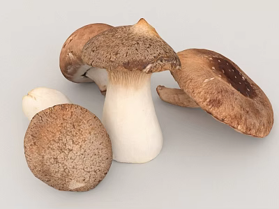 Fresh Brown And White Edible Mushrooms With Textured Caps And Stems 3d model