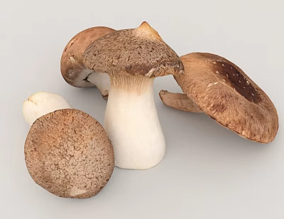 Fresh Brown And White Edible Mushrooms With Textured Caps And Stems 3d model Fresh Brown And White Edible Mushrooms With Textured Caps And Stems 3d model