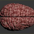 3D Anatomical Brain Model Medical Device with High Quality Realistic Texture