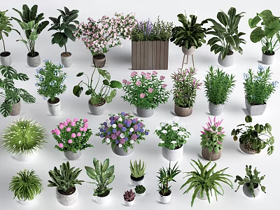 Variety of Potted Indoor Plants With Different Sizes Colors and Leaf Types 3d model
