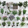 Variety of Potted Indoor Plants With Different Sizes Colors and Leaf Types