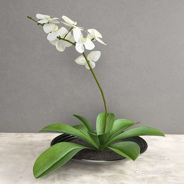 White Orchid With Green Leaves In Black Pot On Light Colored Tabletop Against Gray Wall 3d model 
