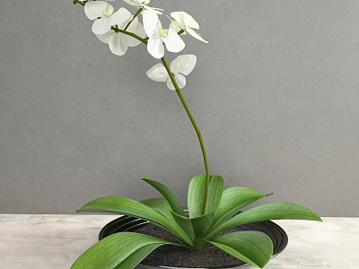 White Orchid With Green Leaves In Black Pot On Light Colored Tabletop Against Gray Wall 3d model