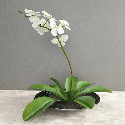 White Orchid With Green Leaves In Black Pot On Light Colored Tabletop Against Gray Wall 3d model