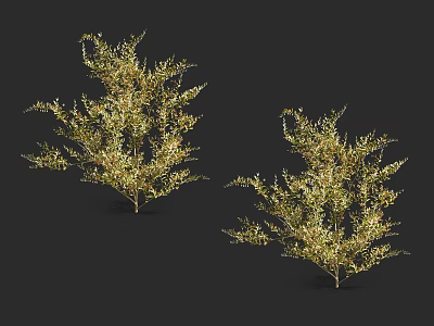 Modern shrubs 3d model