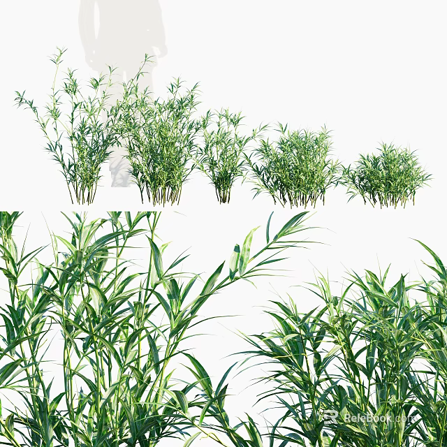 Lush Green Bamboo Plants With Different Varieties And Long Fresh Leaves 3d model 