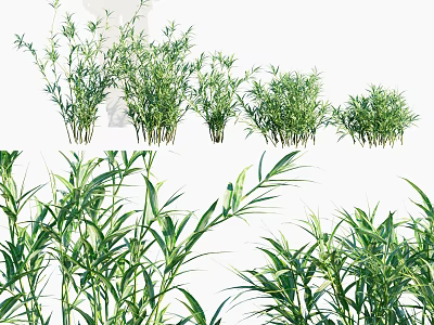 Lush Green Bamboo Plants With Different Varieties And Long Fresh Leaves 3d model