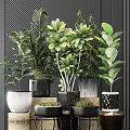 Various Indoor Potted Green Plants With Leafy Foliage And Modern Decorative Pots