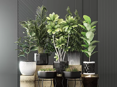 Various Indoor Potted Green Plants With Leafy Foliage And Modern Decorative Pots 3d model