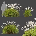 Decorative Ornamental Grass with Green Foliage and White Plumes for Garden Landscaping