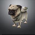 Adorable Pug Dog Standing On Dark Background With Smooth Fur And Shiny Reflection