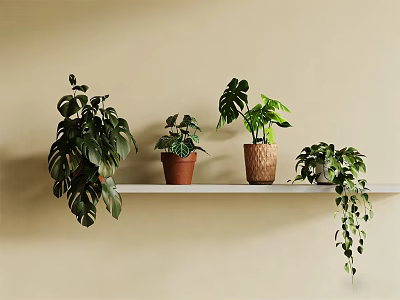Bonsai Potted Plants On White Shelf Against Beige Wall With Monstera Hanging And Woven Pots 3d model