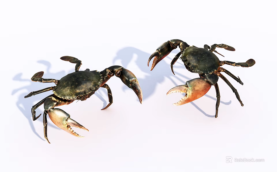 Two Aquatic Crabs With Dark Bodies And Orange Claws On White Background 3d model 