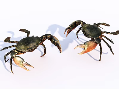 Two Aquatic Crabs With Dark Bodies And Orange Claws On White Background 3d model