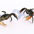 Two Aquatic Crabs With Dark Bodies And Orange Claws On White Background