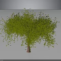 Green Leafy Tree With Dense Foliage And Brown Trunk In Grey Background
