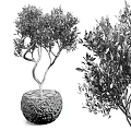 Bonsai Olive Tree Plant With Carved Decorative Pot Green Leaves And Twisted Branches