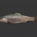 Whole Spotted Fresh Fish On Dark Surface With Natural Details And Light Reflection