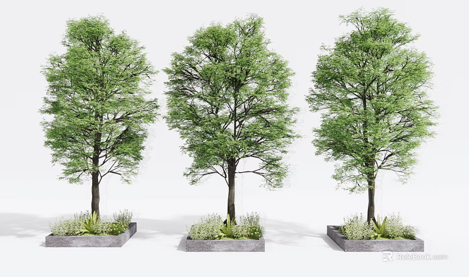 Three Arbor Trees With Lush Green Foliage Planted In Square Concrete Planters 3d model 