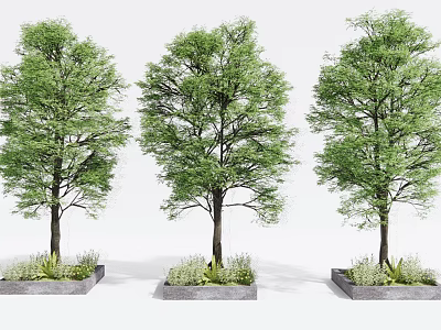 Three Arbor Trees With Lush Green Foliage Planted In Square Concrete Planters 3d model