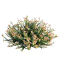 Lush Dense Shrub With Green Foliage And Small Pink Flowers For Garden Landscaping
