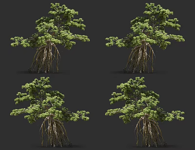New Chinese Pine 3d model