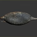 Armadillo Showcasing Detailed Body Structure With Armored Shell On Dark Reflective Surface