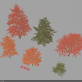 Arbor Nyssa Trees Display Red Orange And Green Foliage In Landscape Settings