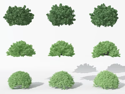 Shrubs 3d model