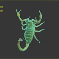 Yellow And Green Scorpion With Spread Legs On Dark Shiny Background
