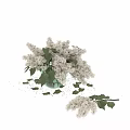 White Lilac Flowers in Transparent Glass Vase with Green Leaves and Scattered Branches