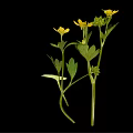 Plant with Yellow Small Flowers and Green Leaves on Black Background