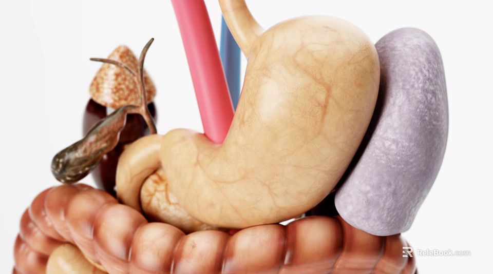 Medical Device Human Organ Anatomical Model For Educational Teaching Use 3d model