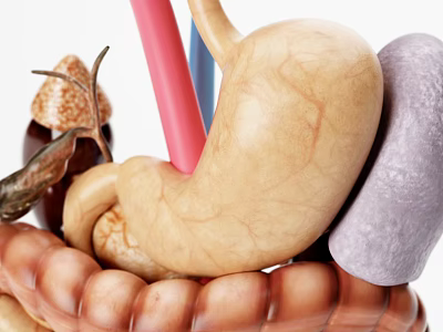 Medical Device Human Organ Anatomical Model For Educational Teaching Use 3d model Medical Device Human Organ Anatomical Model For Educational Teaching Use 3d model