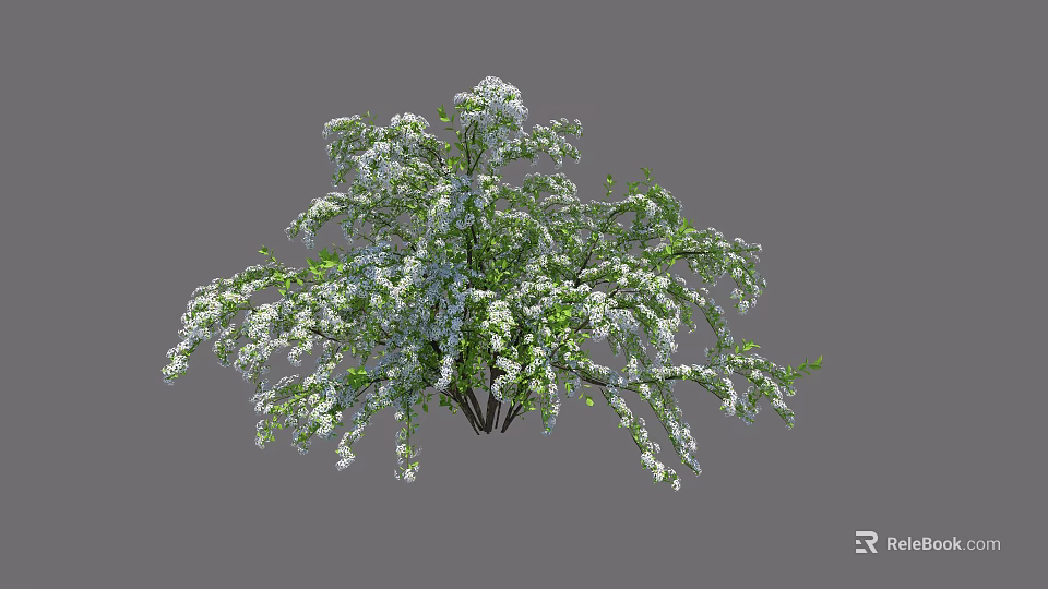 Lush Green Bush With Abundant White Blooming Flowers And Dense Foliage 3d model 