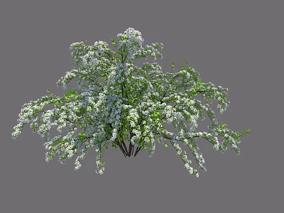 Lush Green Bush With Abundant White Blooming Flowers And Dense Foliage 3d model