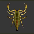 Yellow And Green Scorpion With Spread Legs On Dark Shiny Background