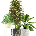 Potted Green Plants With Large Leaves And Various Pots For Indoor Decoration
