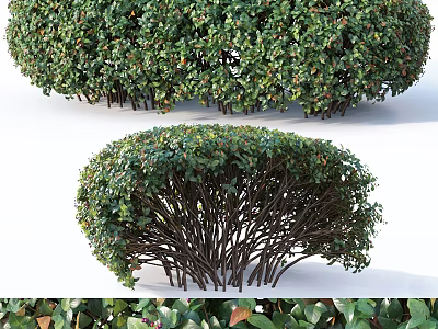 Dense Leafy Shrub In Rounded Shape With Lush Green Foliage And Thick Branches 3d model