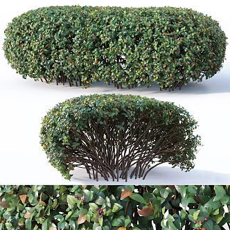 Modern shrub hedge 3d model