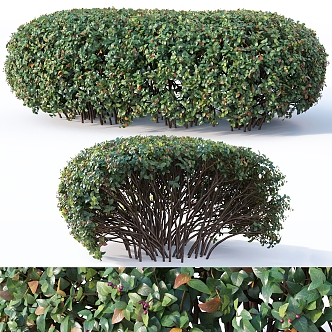 Modern shrub hedge 3d model