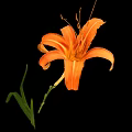 Fresh Edible Orange Daylily Flower With Green Leaves On Black Background