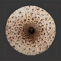 Fresh Spotted Mushroom With Brown And White Cap On Dark Background Stem
