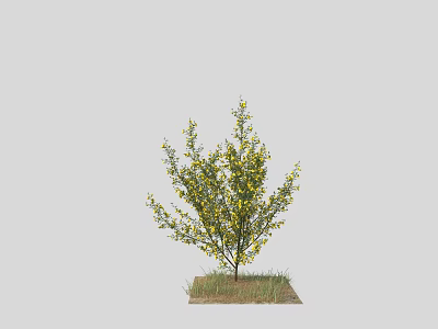 Ornamental Tree With Yellow Blossoms And Lush Green Foliage On Grass 3d model