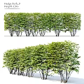 Decorative Plant Arrangement With Well Trimmed Green Hedges And Natural Landscape