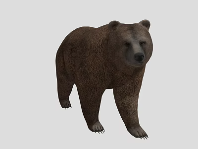 Realistic Brown Bear 3D Model With Walking Posture And Brown Fur 3d model