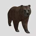 Realistic Brown Bear 3D Model With Walking Posture And Brown Fur