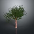 Green Leafy Tree With Brown Trunk Isolated On Gray Background 3D Render 3d model